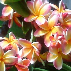 Nebel's Rainbow Plumeria