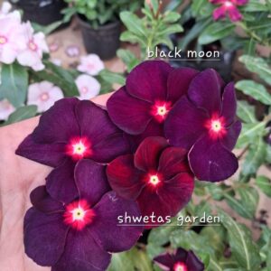 Black Moon