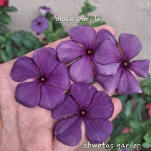 Black Purple