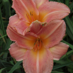 Champangne Blush