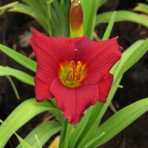 Crimson Icon