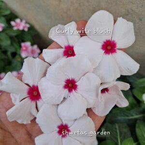 Curly White Blush