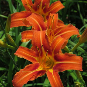 Difch Lily
