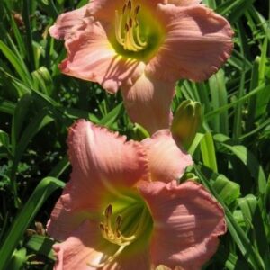 Dynasty Pink