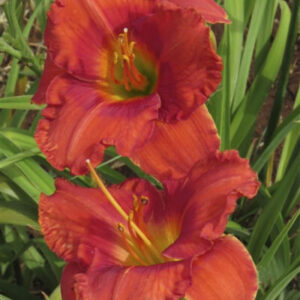 Flamenco Flame