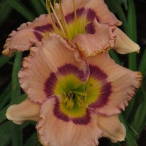 Heart and Flowers