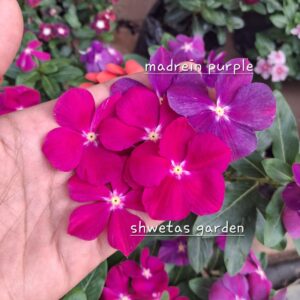 Mardein purple