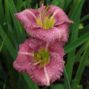 Miniature - Little Lily Lady