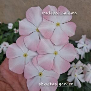 Muttasi Sakura