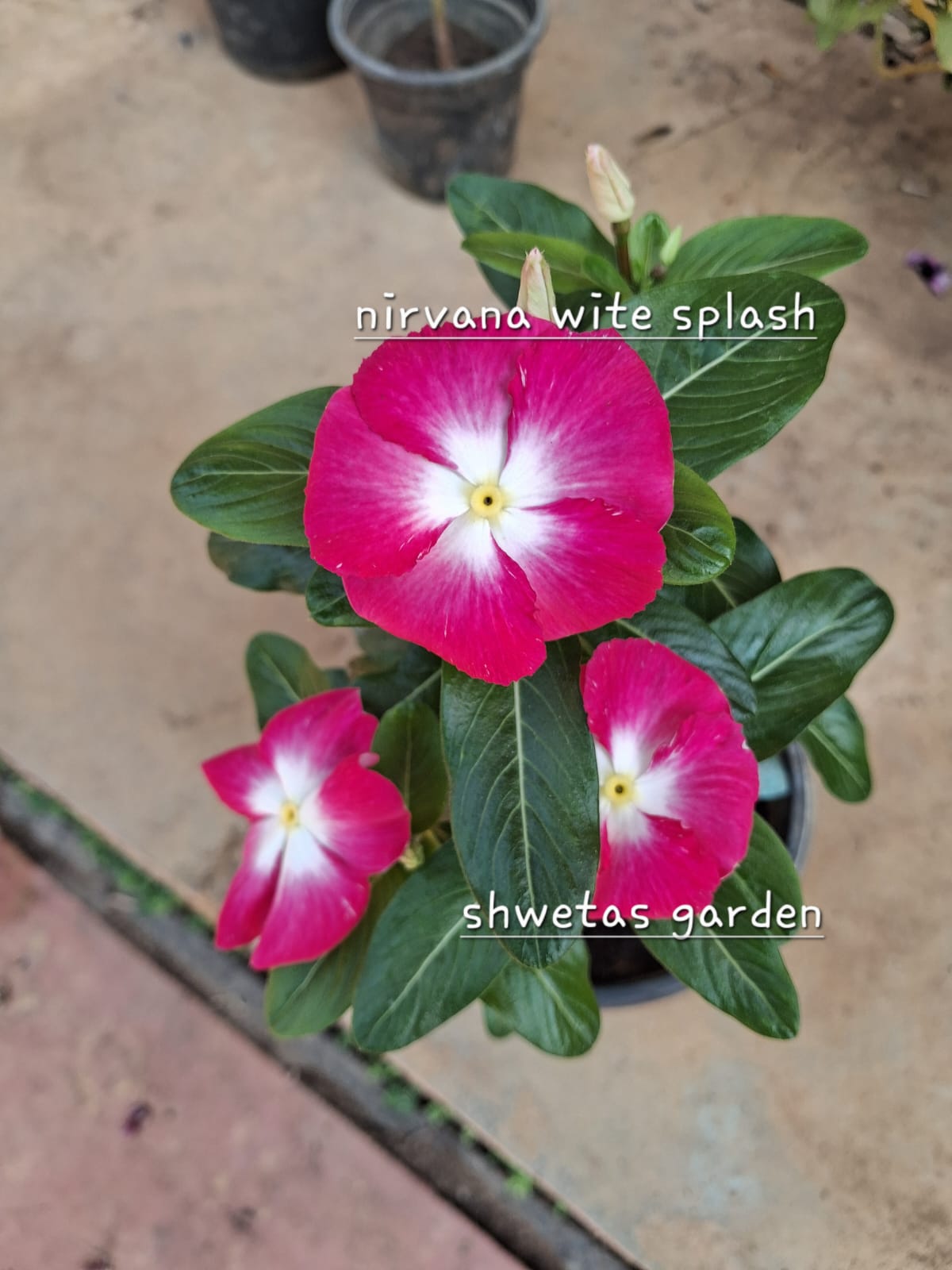 Nirvana White Splash
