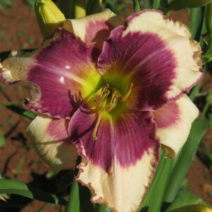 Norma (Huge Blooms)
