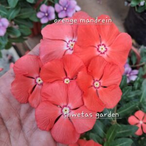 Orange Mandrein