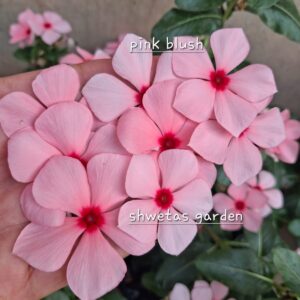 Pink Blush