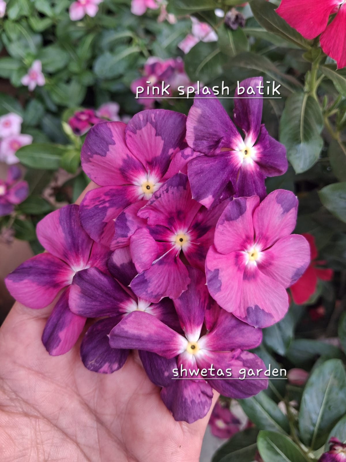 Pink Splash Batik