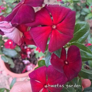 Plum purple