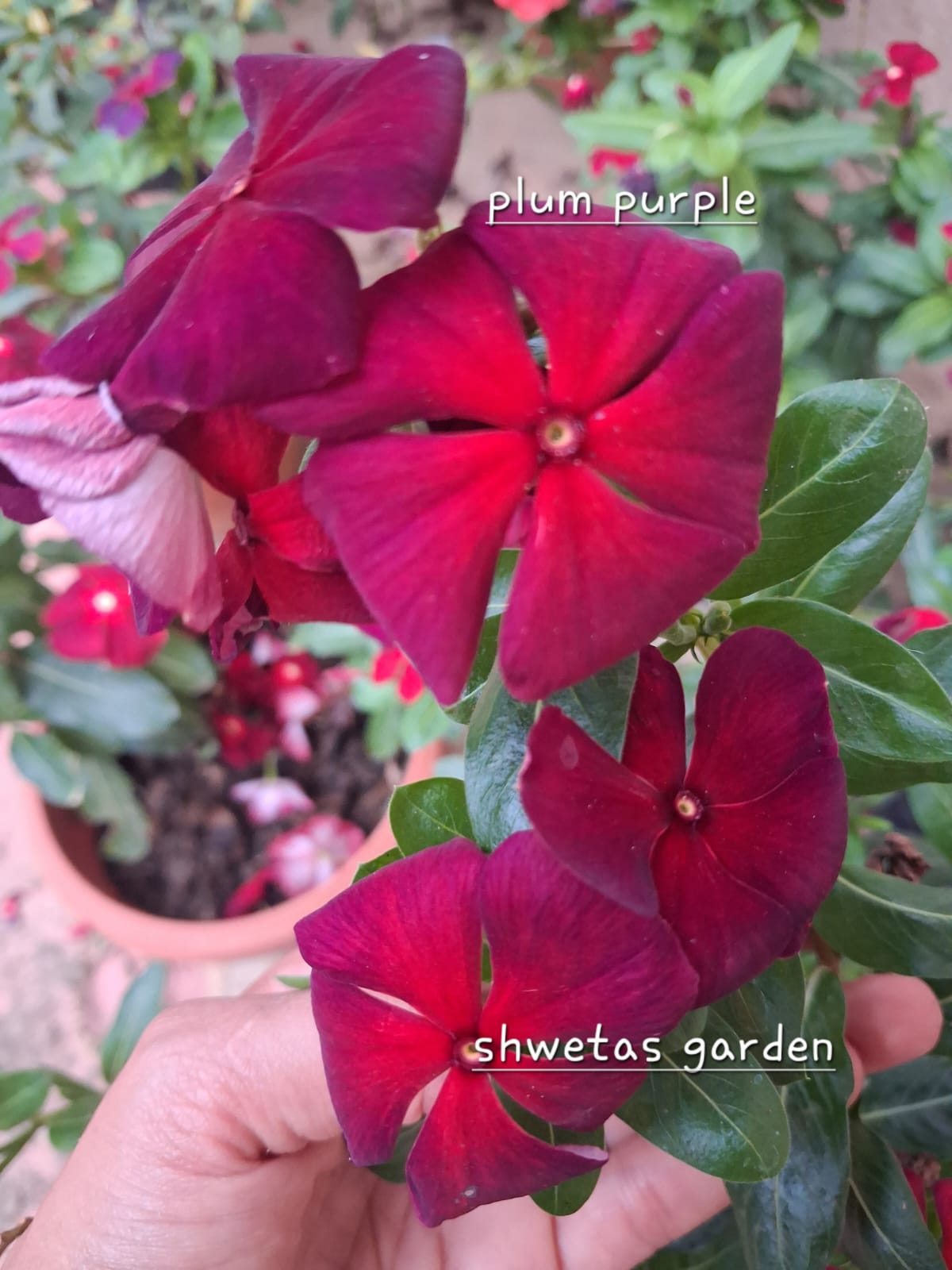 Plum purple