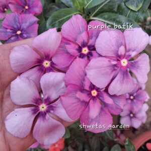 Purple Batik