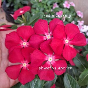 Red Mandrein