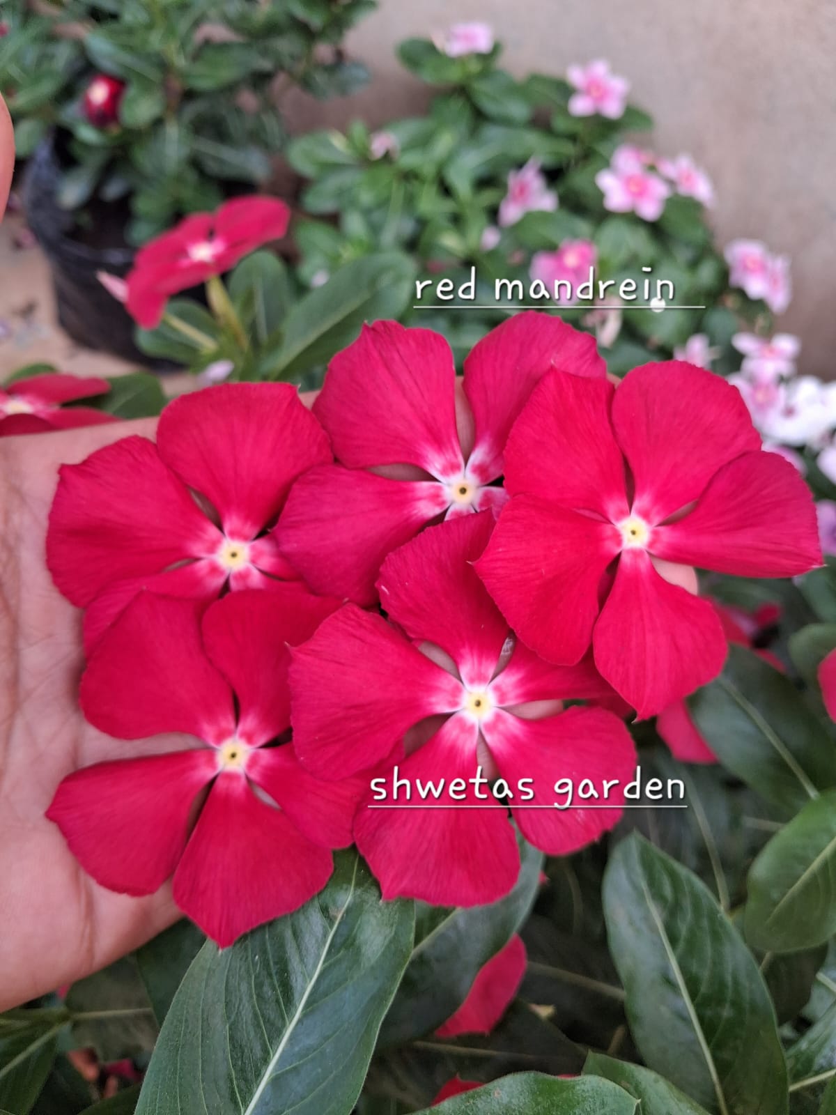 Red Mandrein