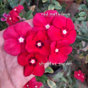 Red Metadeva