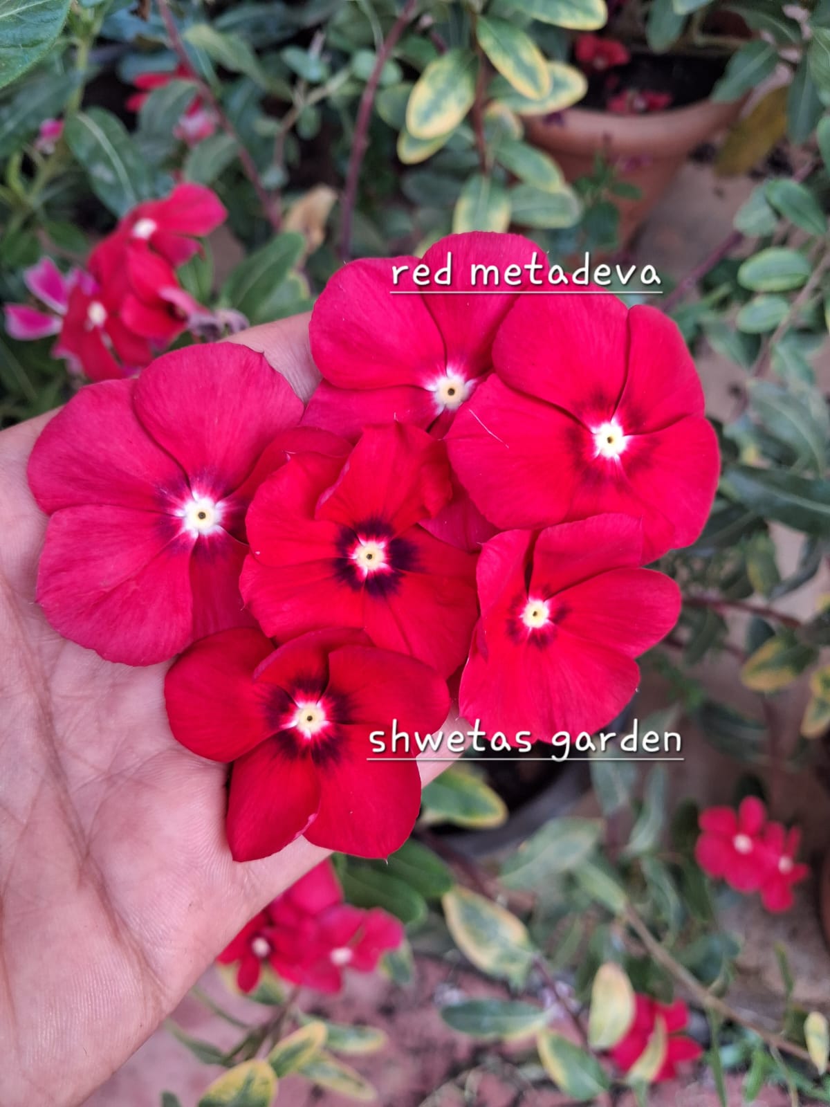 Red Metadeva