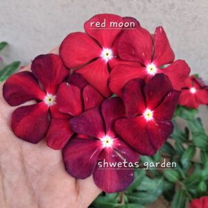 Red Moon