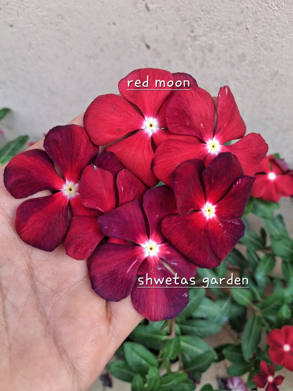 Red Moon
