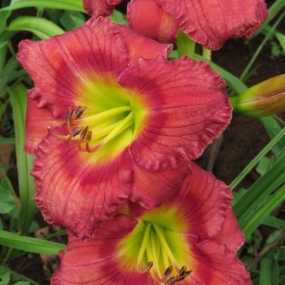 Rivulets In Hot Pink