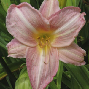 Rose Mist