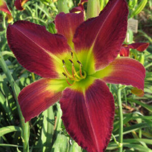 Ruby Star