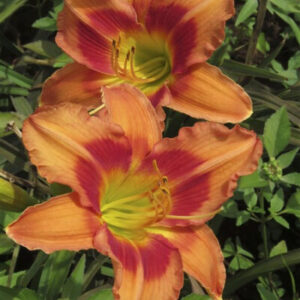 Saffron Flame