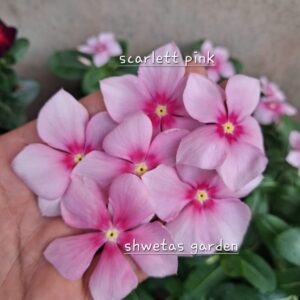 Scarlett pink