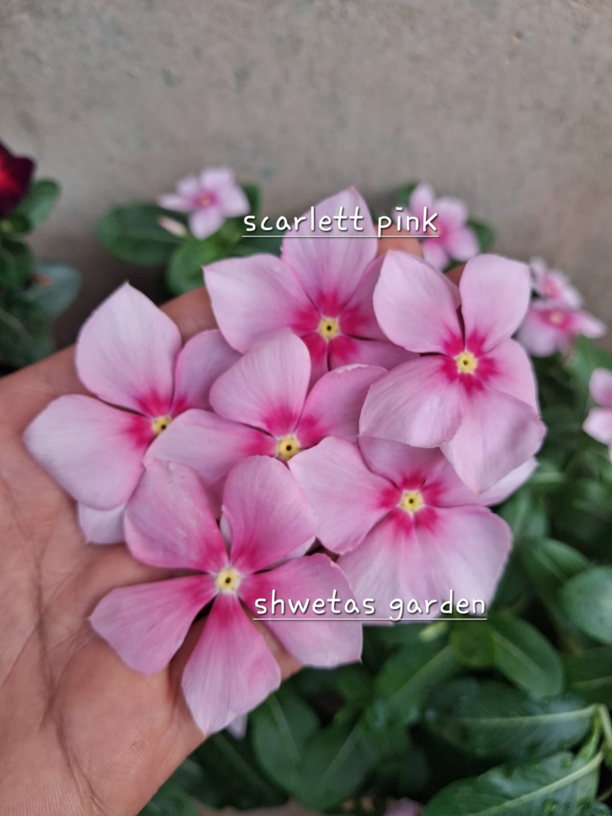 Scarlett pink