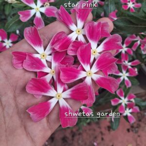 Star Pink