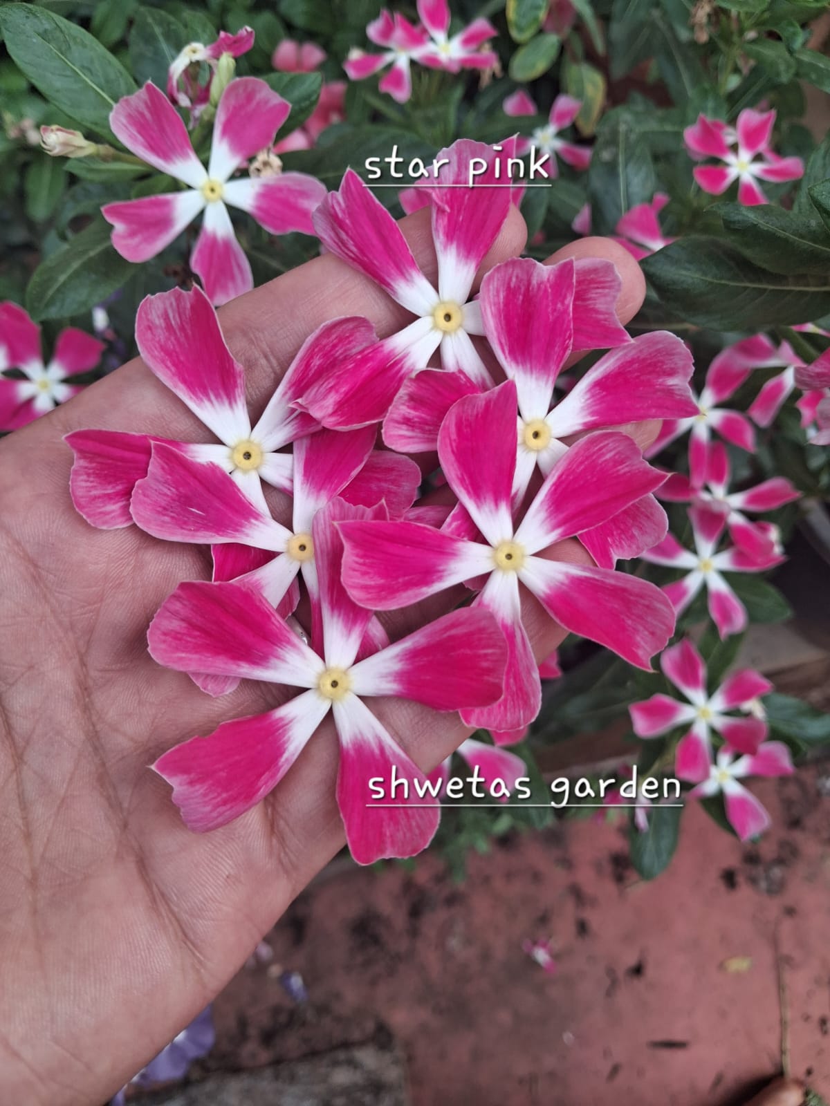Star Pink