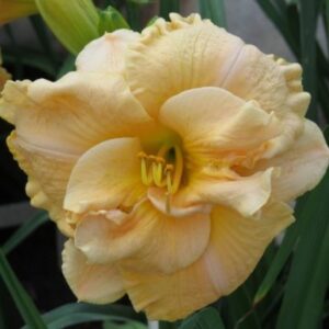 DBL Puccini