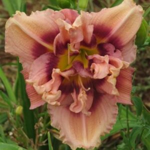 DBL Sanford Showgirl
