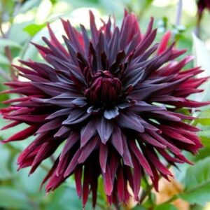 Dahlia Black Jack