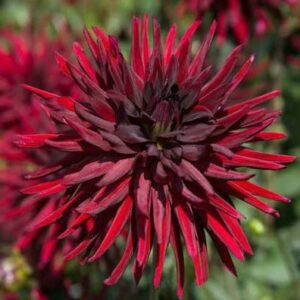 Dahlia Black Narcissus