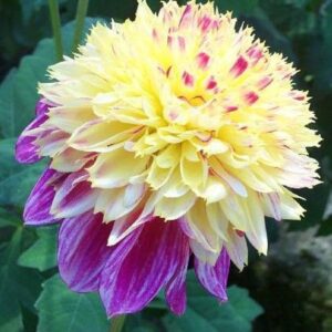 Dahlia Boogie Woogie