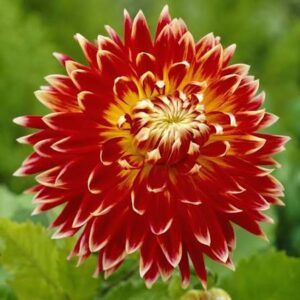 Dahlia Cactus - Akita