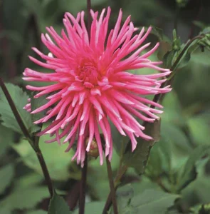 Dahlia Cactus - Caroussel