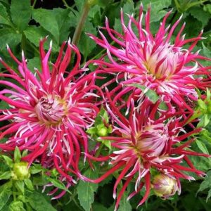 Dahlia Cactus - Spider