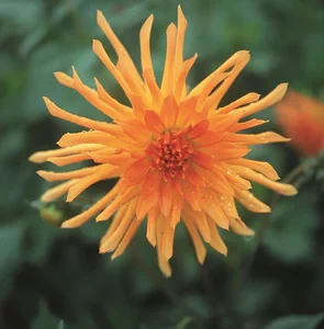 Dahlia Cactus - Wagschal's Krone