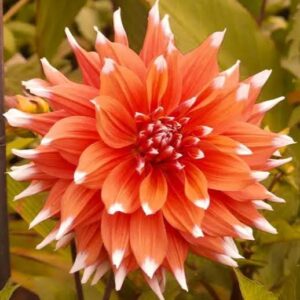 Dahlia Color Spectacle