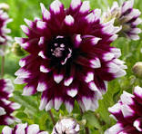 Dahlia Decorative Bicolor