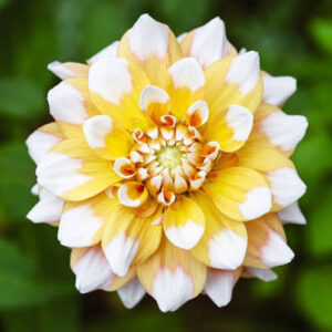 Dahlia Decorative Seattle