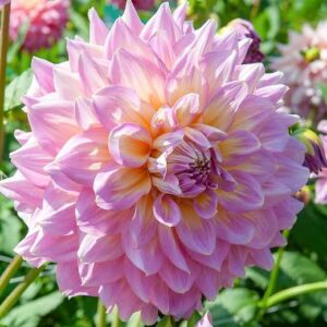 Dahlia Decorative Strawberry Ice