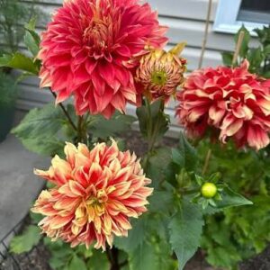 Dahlia Decorative Yellow and Red