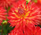 Dahlia Karma Caroline